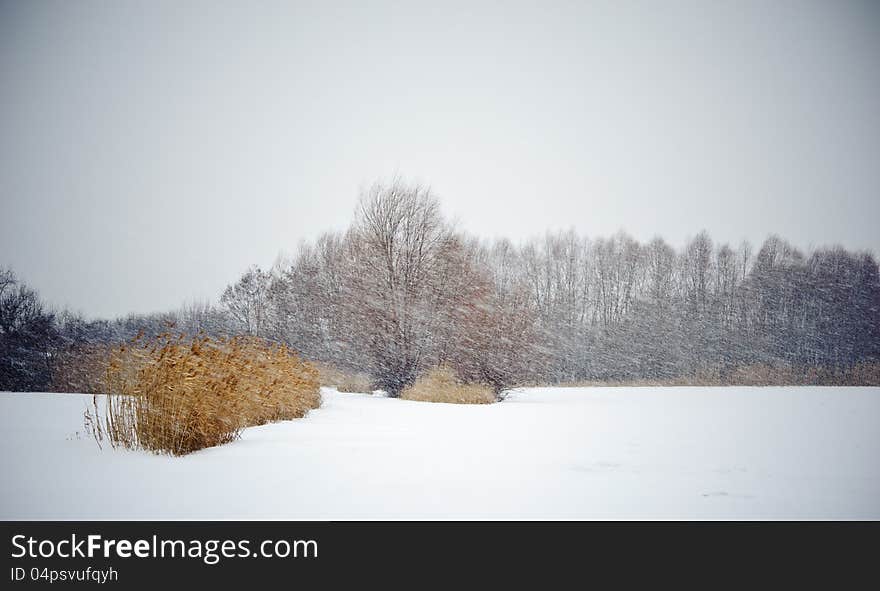 View of trees during snowing. Winter scene, blizzard. View of trees during snowing. Winter scene, blizzard.