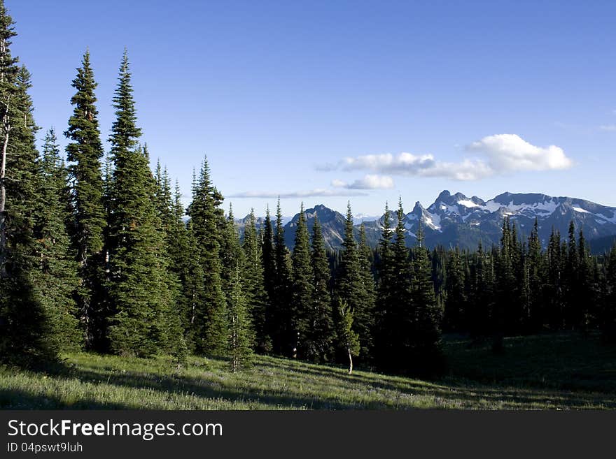 Beautiful tree line and mountain shapes. Nice cloudscape. Mount Rainier. Beautiful tree line and mountain shapes. Nice cloudscape. Mount Rainier.