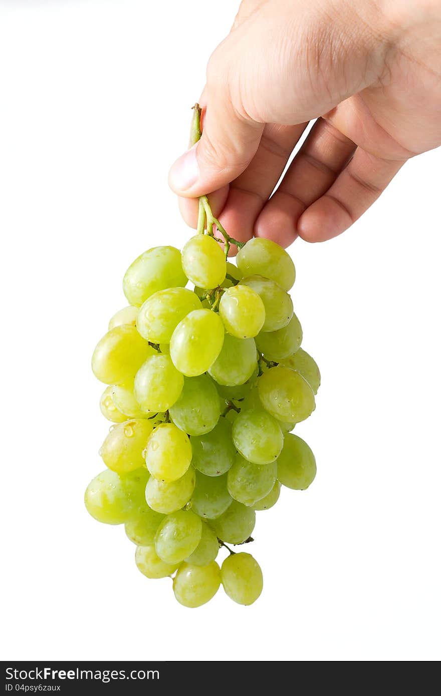 Bunch of ripe grapes in woman's hand isolated on white background. Bunch of ripe grapes in woman's hand isolated on white background