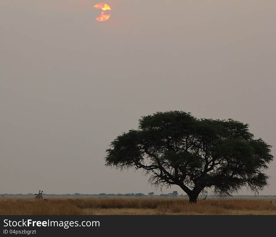 Sunset over the African plains with a Camelthorn tree in the foreground and Giraffes in the background.  Photo taken on a game ranch in Namibia, Africa. Sunset over the African plains with a Camelthorn tree in the foreground and Giraffes in the background.  Photo taken on a game ranch in Namibia, Africa