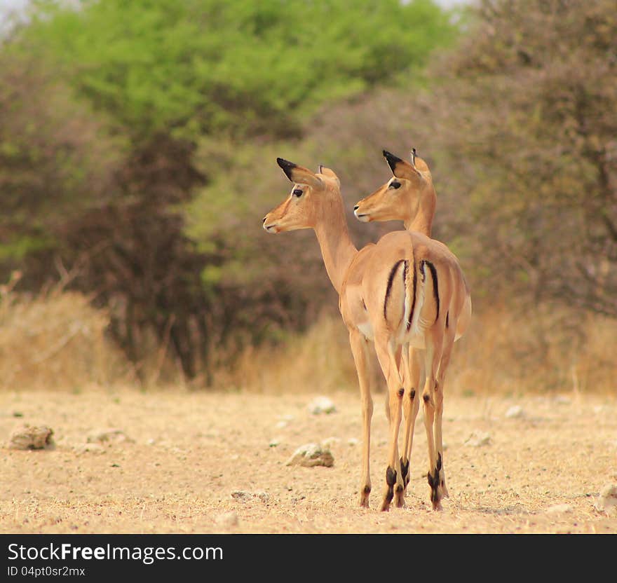 Impala - Two-headed illusion