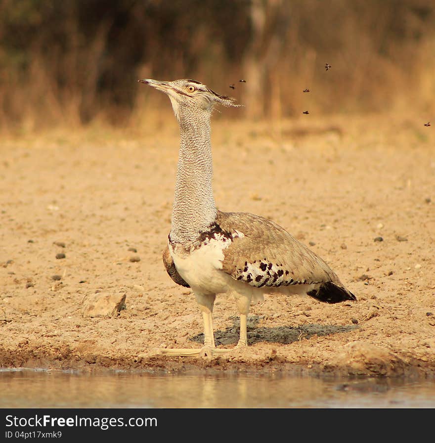 Kori Bustard - Natural fly trap