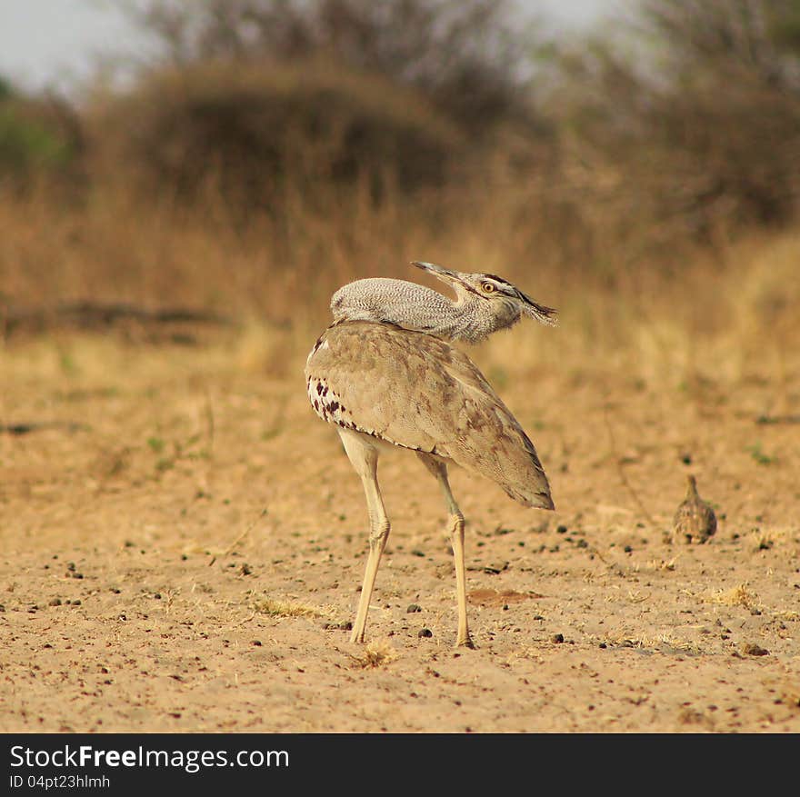 Kori Bustard - Natural Pose