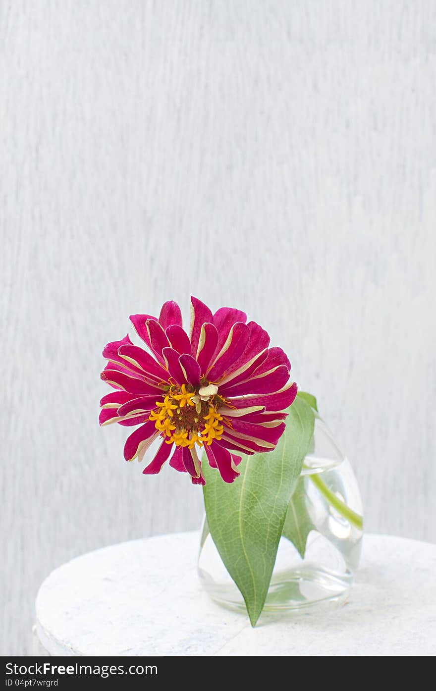 Bright pink flower of zinnia