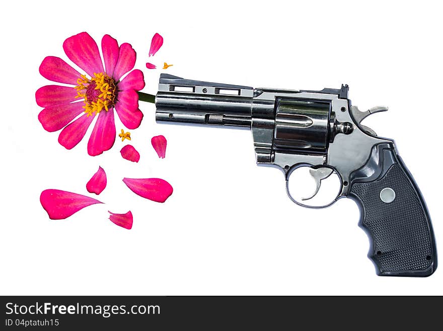 Gun And Pink Zinnia Flower Isolated On White,Concept For StopThe Crime Or Human Trafficking,Please Use As Adult Content. Gun And Pink Zinnia Flower Isolated On White,Concept For StopThe Crime Or Human Trafficking,Please Use As Adult Content