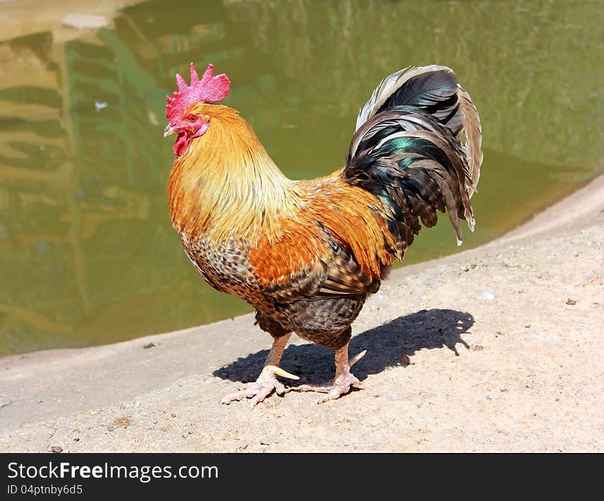 Colored rooster walking alone on shore of the reservoir. Colored rooster walking alone on shore of the reservoir