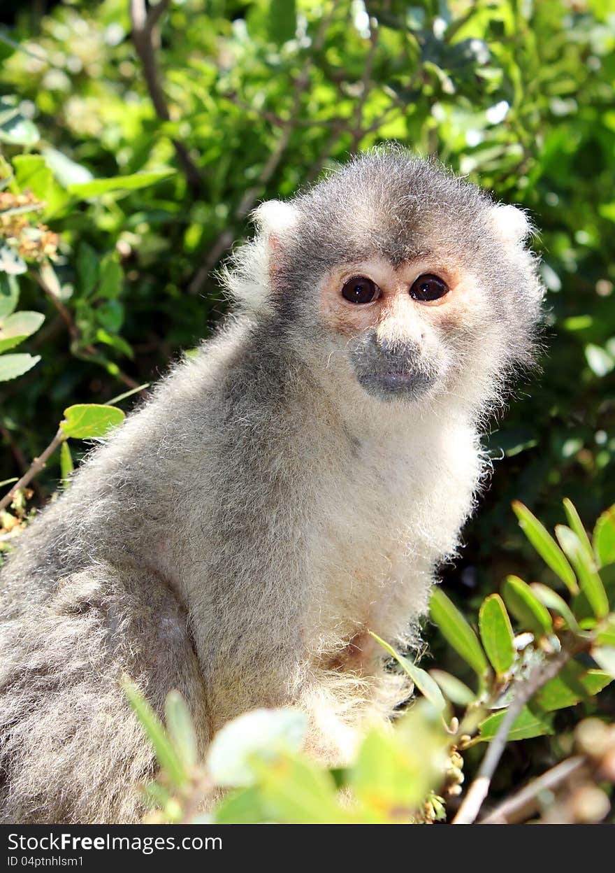 Squirrel monkey sitting on tree branch