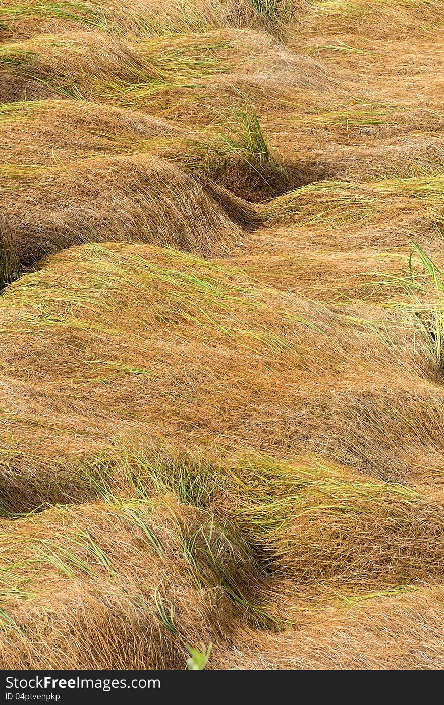 Background of lying marsh grass. Background of lying marsh grass