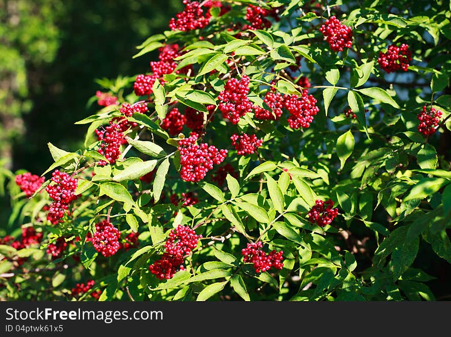 Red elderberry on green branches.