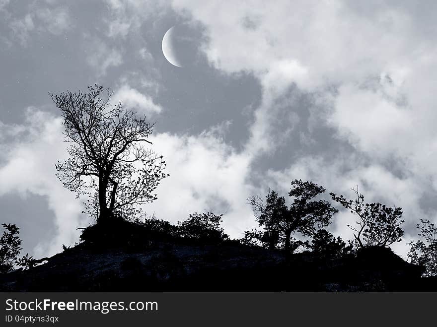 Trees In The Night