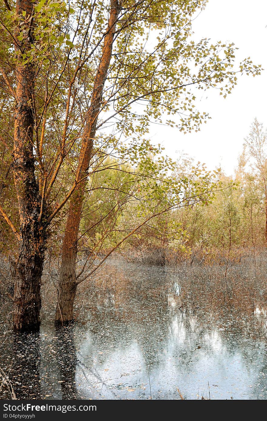 Tree into the swamp in spring