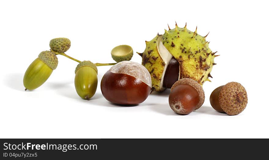 Chestnuts and acorns on the white background