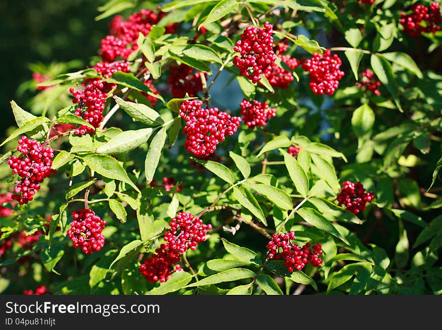 Red elderberry on green branches.