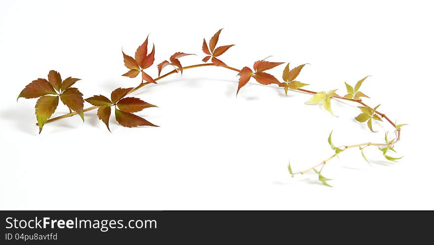 Twig of a climbing plant. Twig of a climbing plant