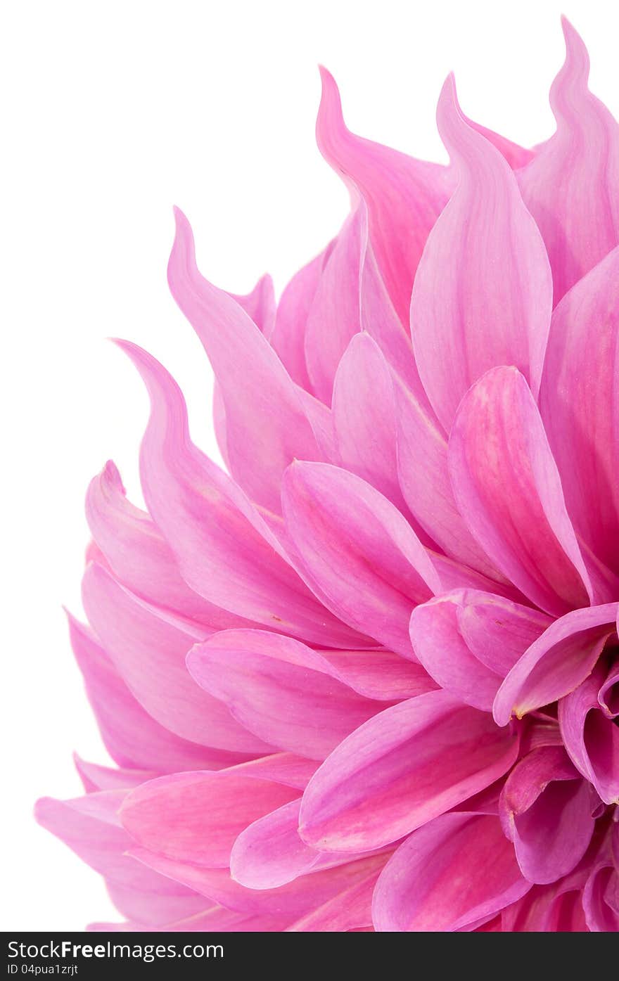 Pink Dahlia Flower with Curly Petals