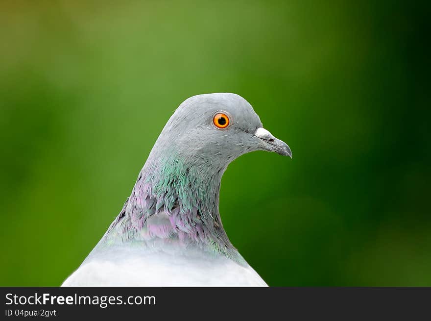 A close-up of a grey pigeon in profile against a green background. A close-up of a grey pigeon in profile against a green background