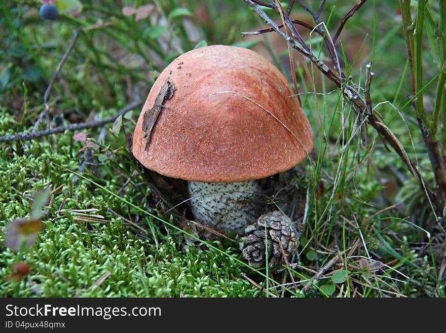 Mushroom orange cap boletus among the branches of blueberries. Mushroom orange cap boletus among the branches of blueberries