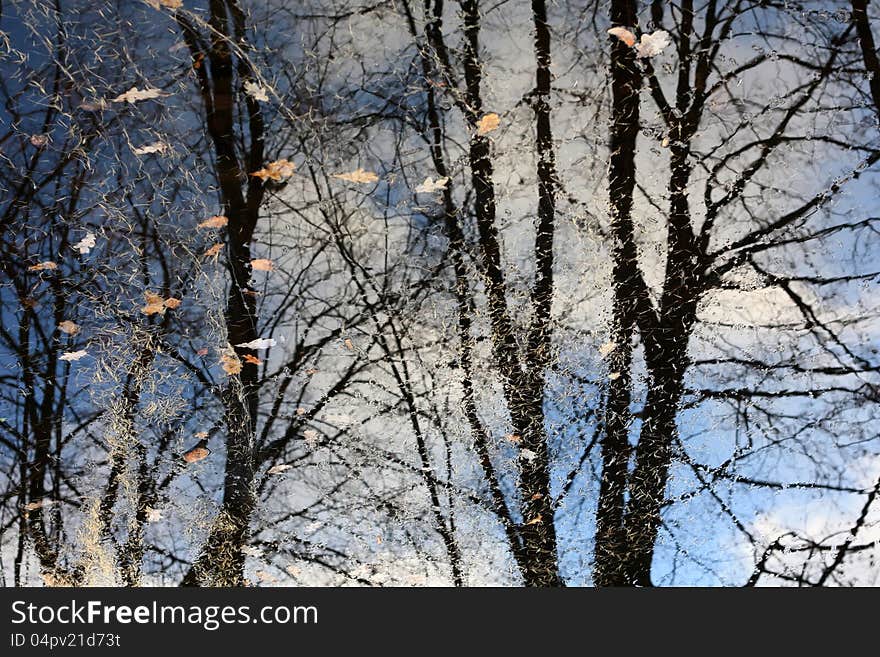 Bare branches of the trees, reflected in a  puddle  with fallen leaves. Bare branches of the trees, reflected in a  puddle  with fallen leaves