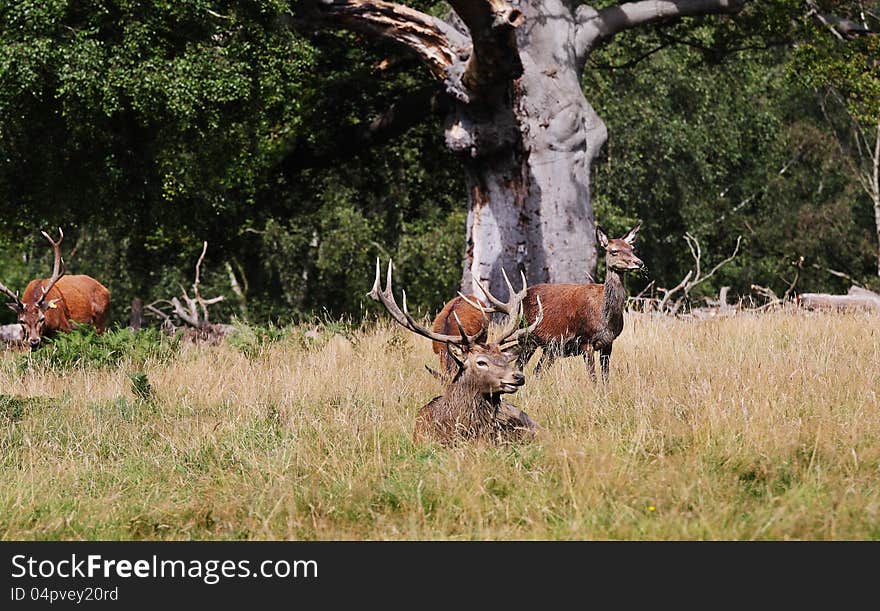 Red Deer Herd with Stag in the foreground (Cervus Elaphus). Red Deer Herd with Stag in the foreground (Cervus Elaphus)