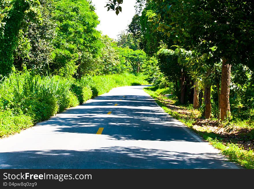 Road With Trees On Both Sides