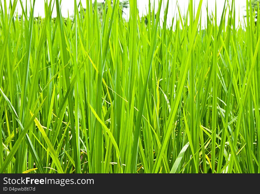 Rice field green grass in Thailand