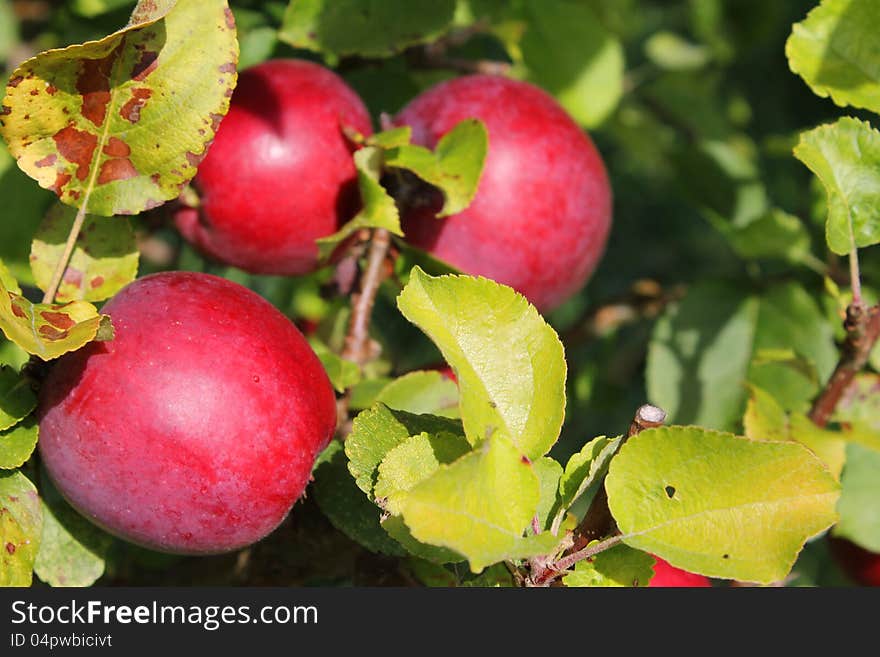 A cluster of ripe, red apples, ready for the fall harvest. A cluster of ripe, red apples, ready for the fall harvest.