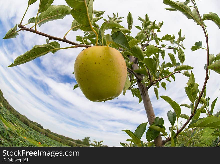 Fisheye view apple under the branch