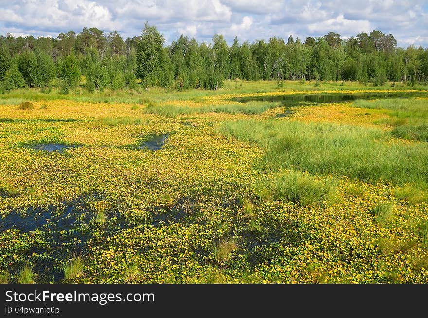 Landscape with a yellow calla Marsh. Landscape with a yellow calla Marsh