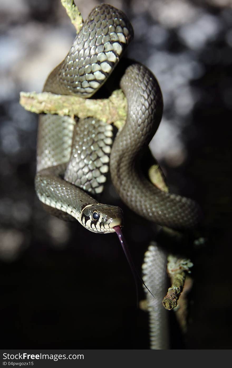 Snake hanging on the dry bough of a tree.