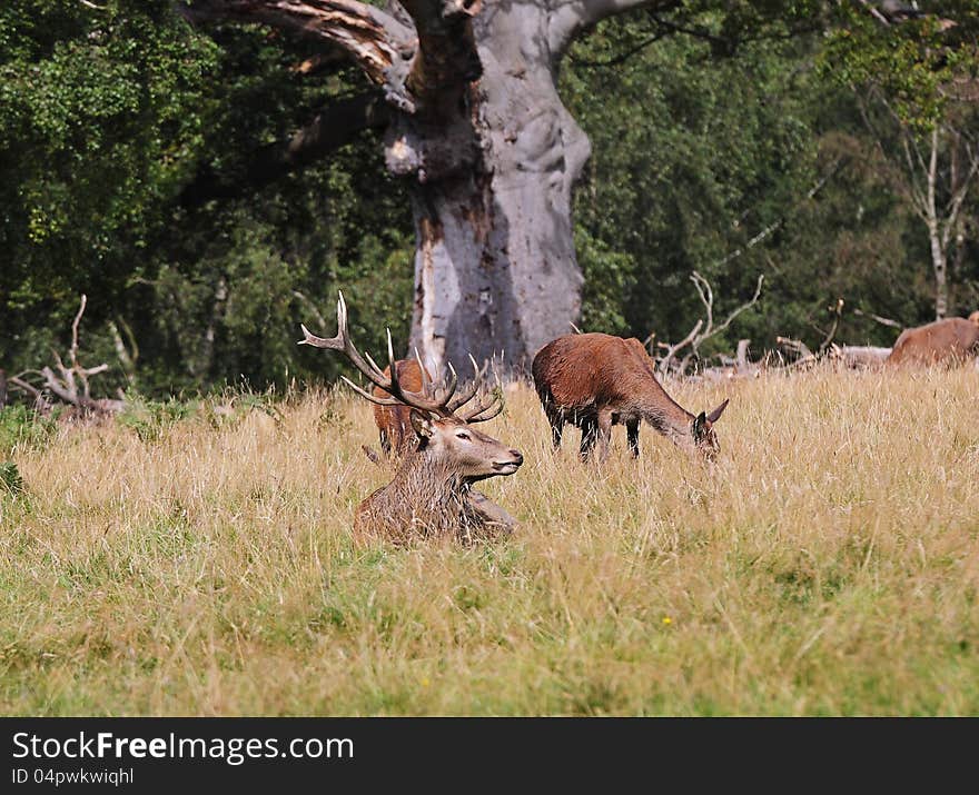 Red Deer in an English Park