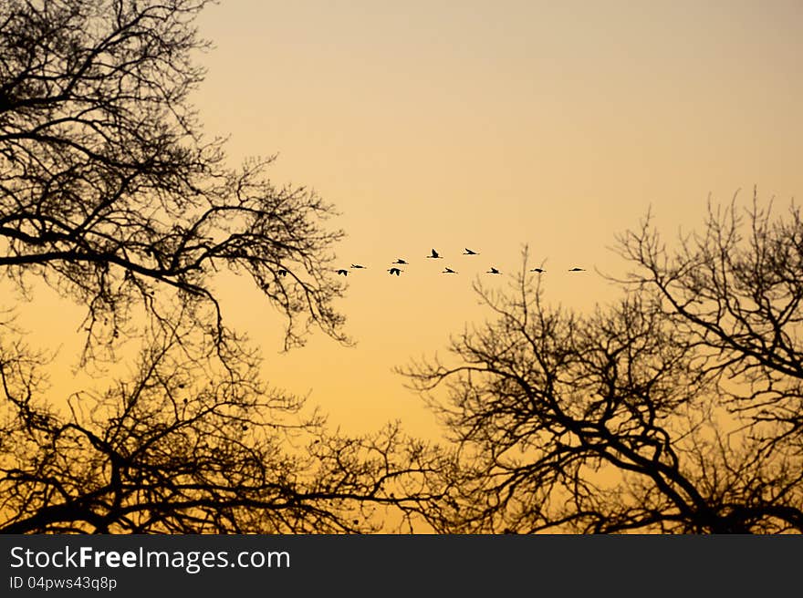 Cranes that fly in the evening light over a tree