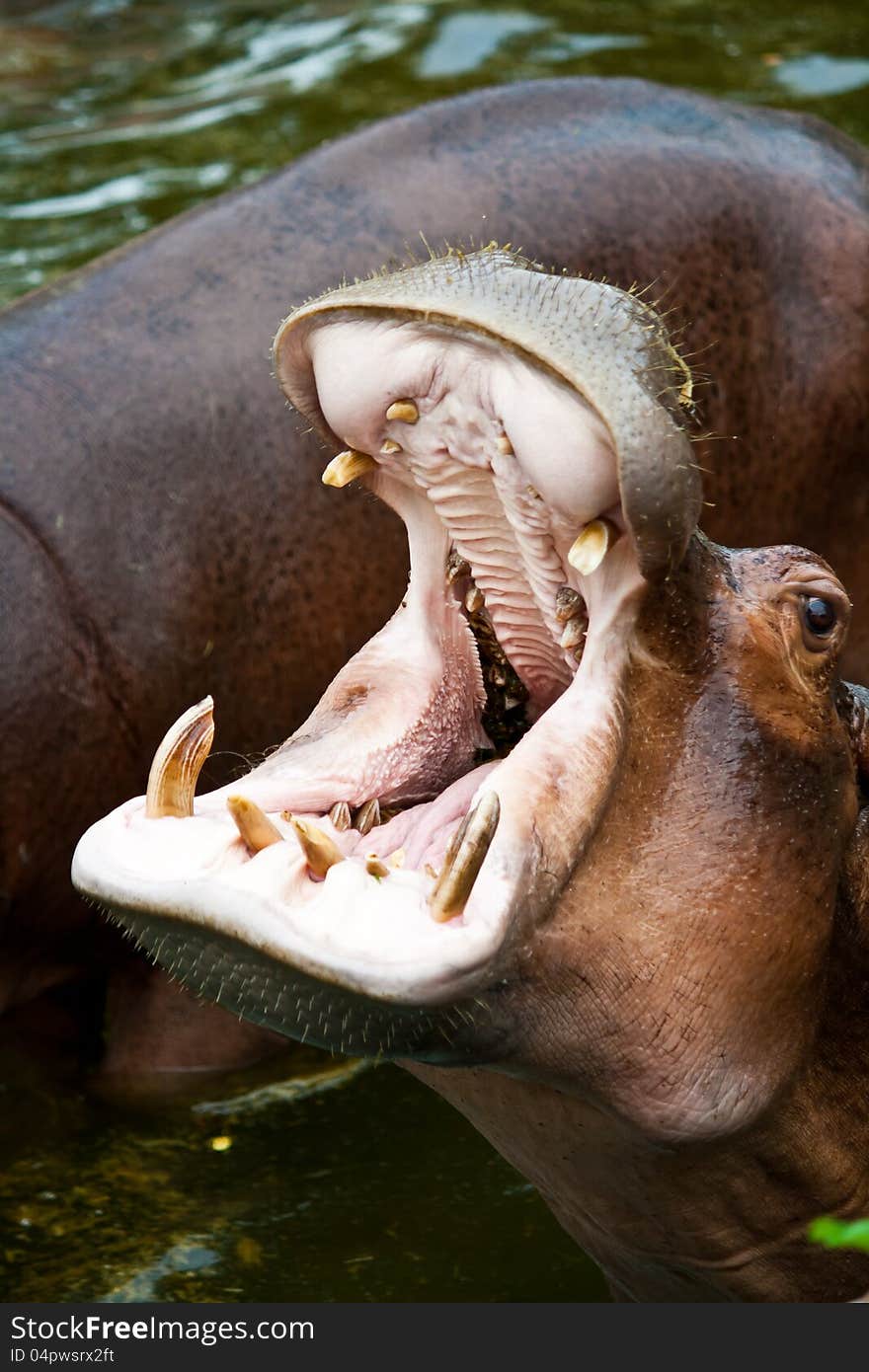 Hippopotamus in Chiang Mai Night Safari