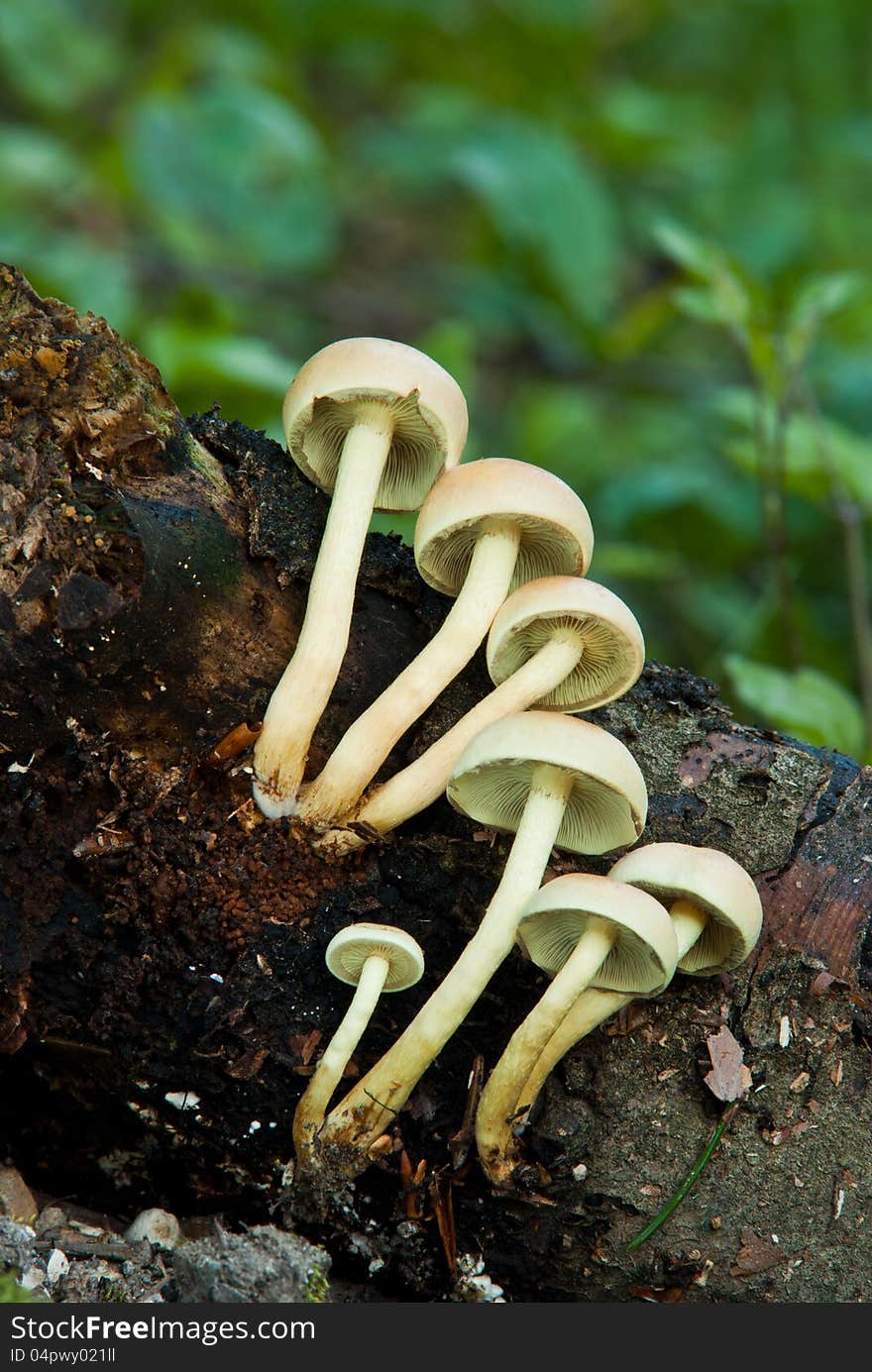 Non-edible mushrooms on an old fallen tree