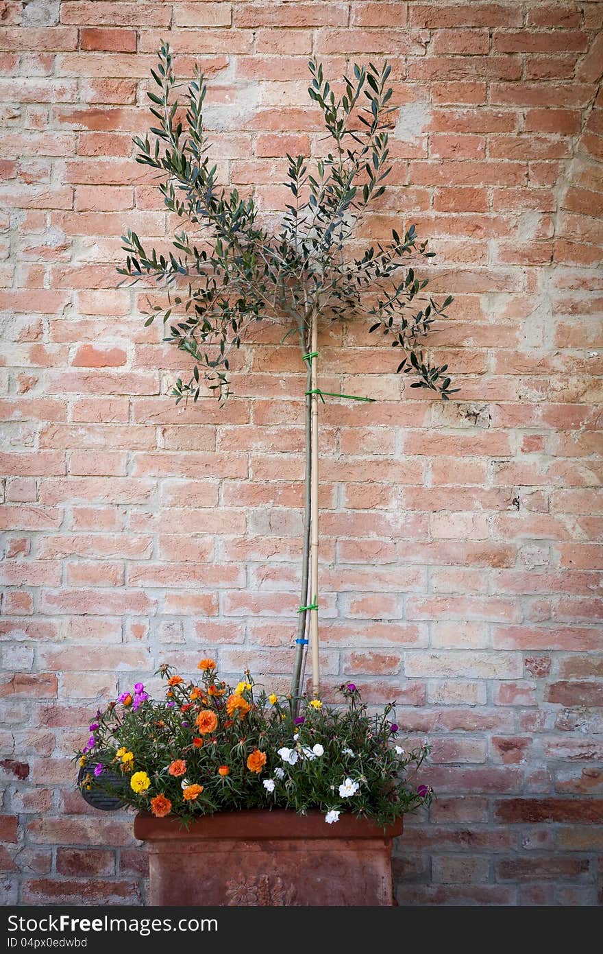 Olive tree on brick background, Tuscany, Italy