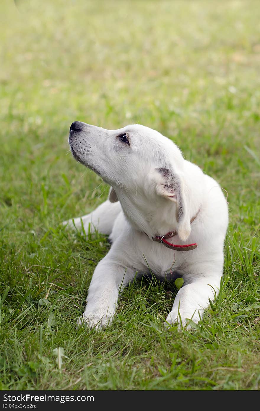 White Labrador dog puppy lying on a grass.