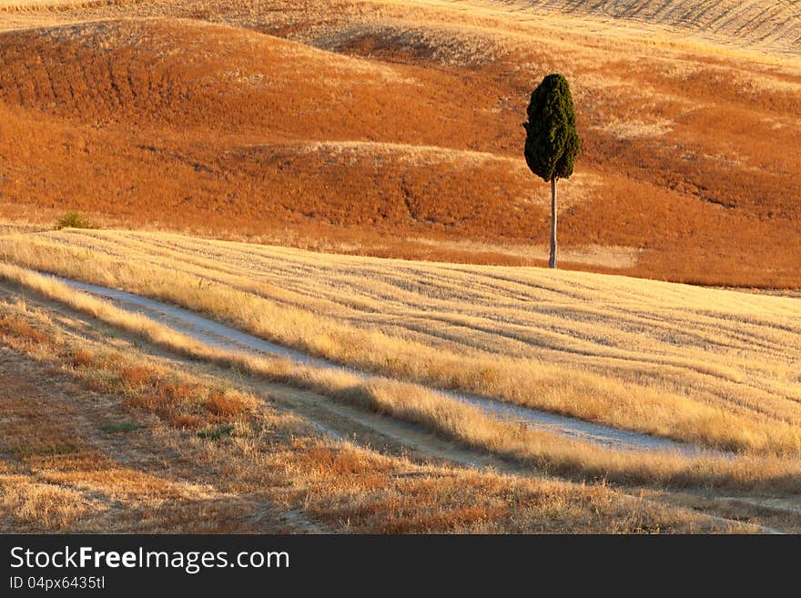 Lonely Cyprus, Tuscany, Italy