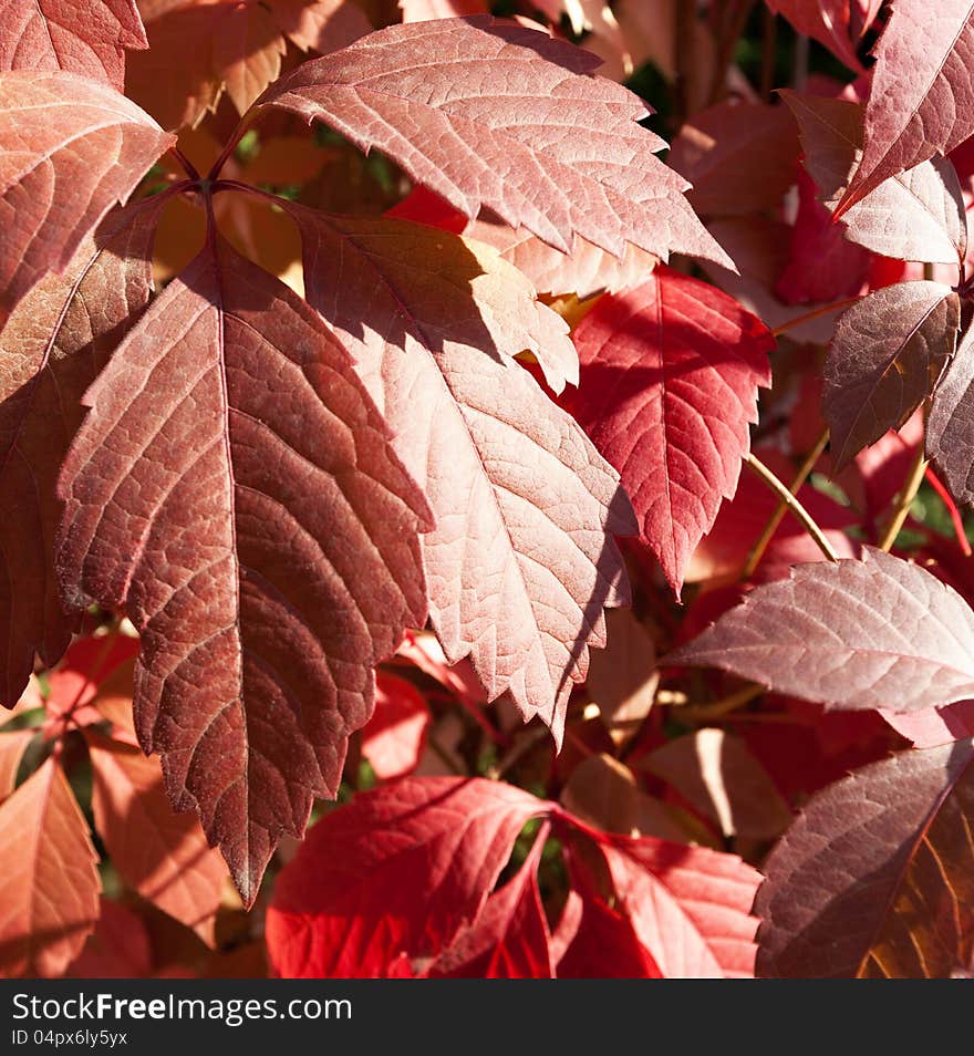 Parthenocissus Quinquefolia