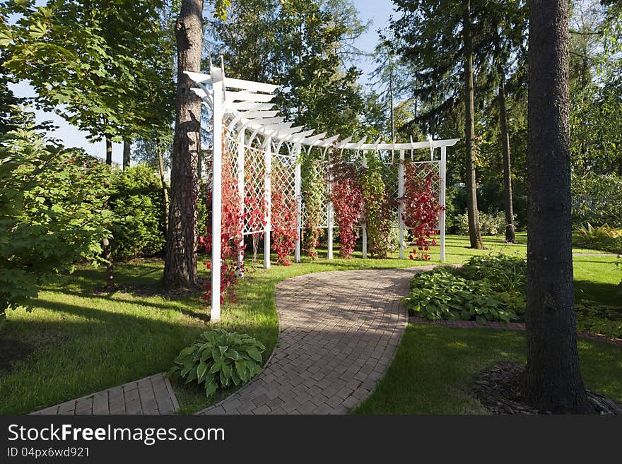 Pergola garden and Virginia creeper