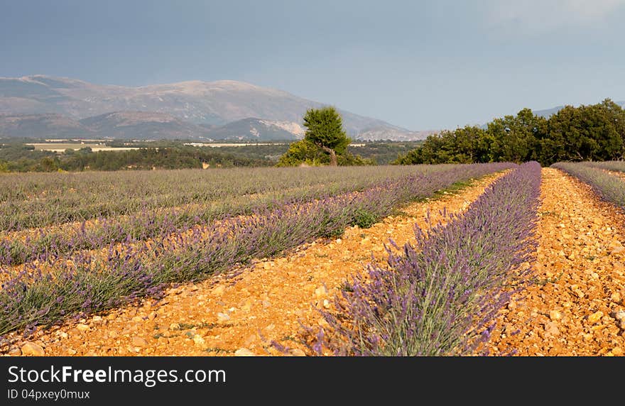 Blooming lavender field, Provence, France