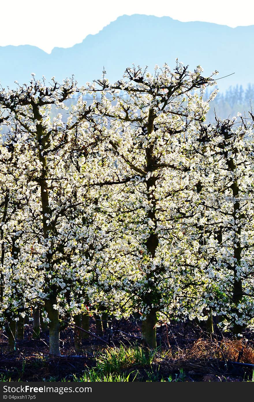 Blossoming fruit trees