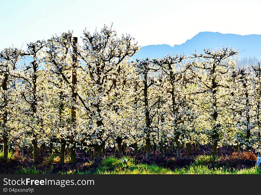 Blossoming fruit trees