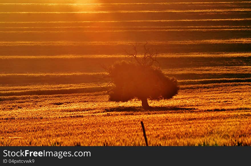 Landscape of lonely tree in wheat field at sunrise