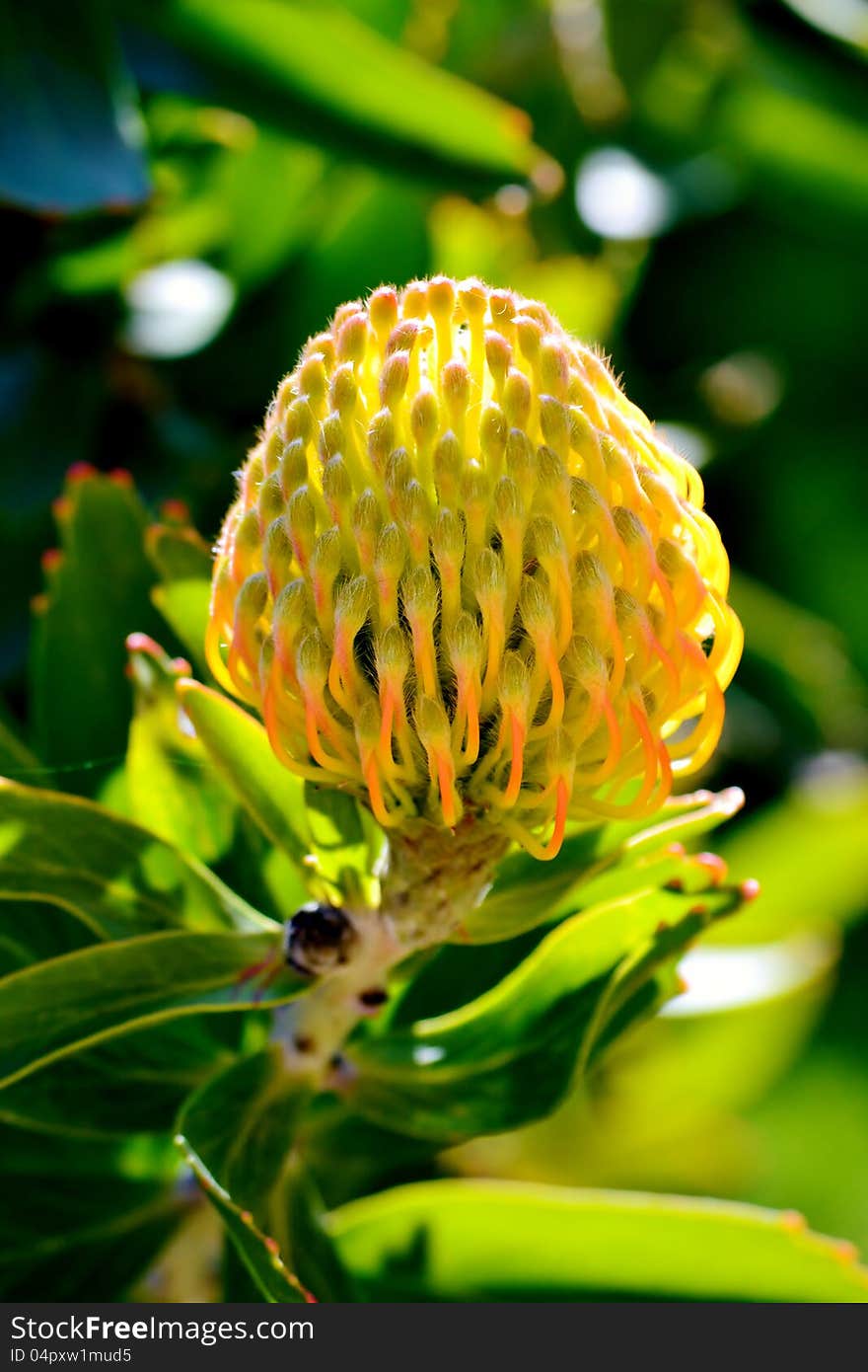 Pincushion Protea Bud