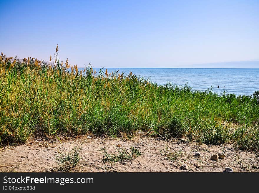 Green plants oasis on the coast of the Dead Sea. Green plants oasis on the coast of the Dead Sea