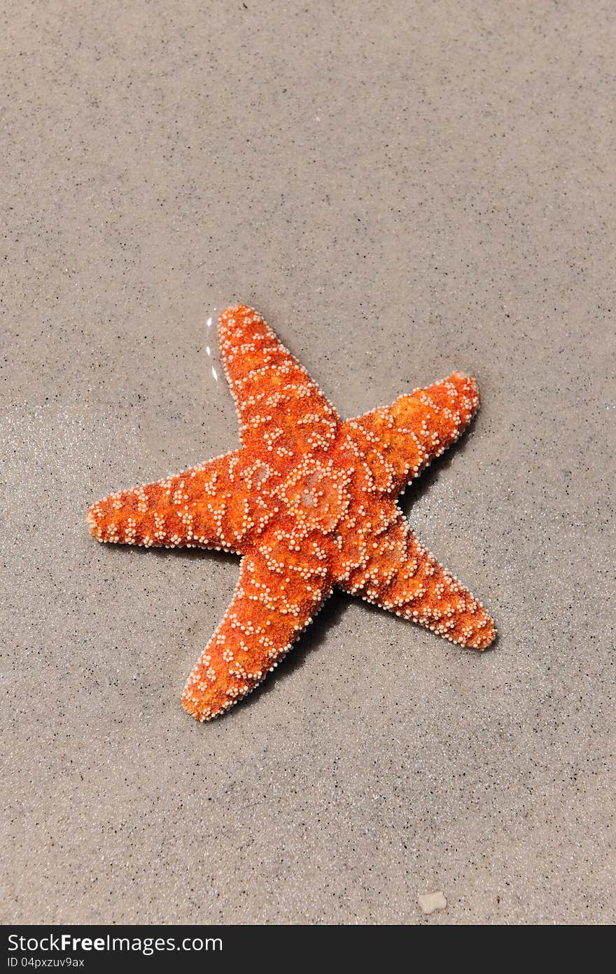 Colorful Starfish on Sandy Beach