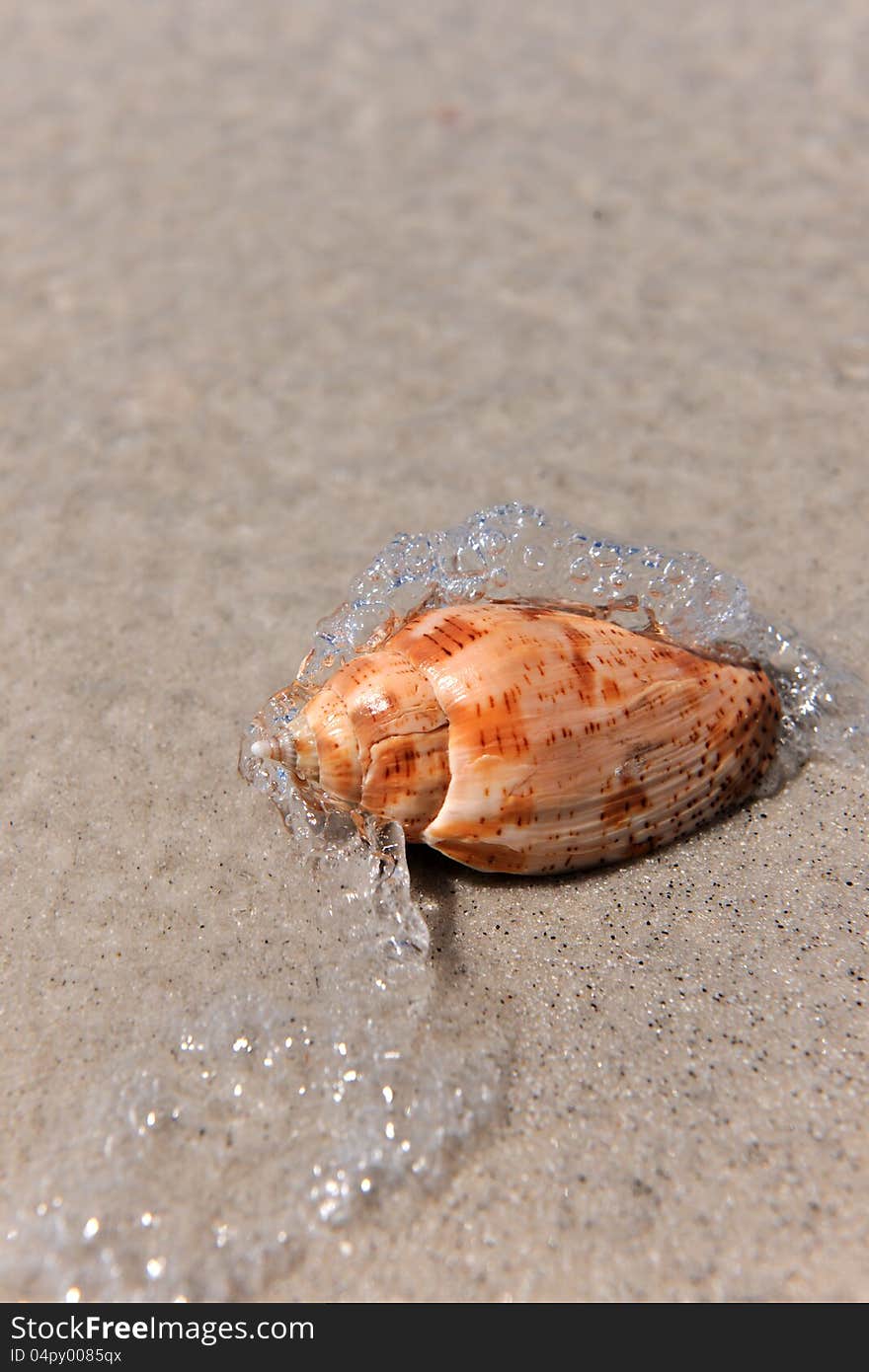 Water Waves Splashing on Seashell