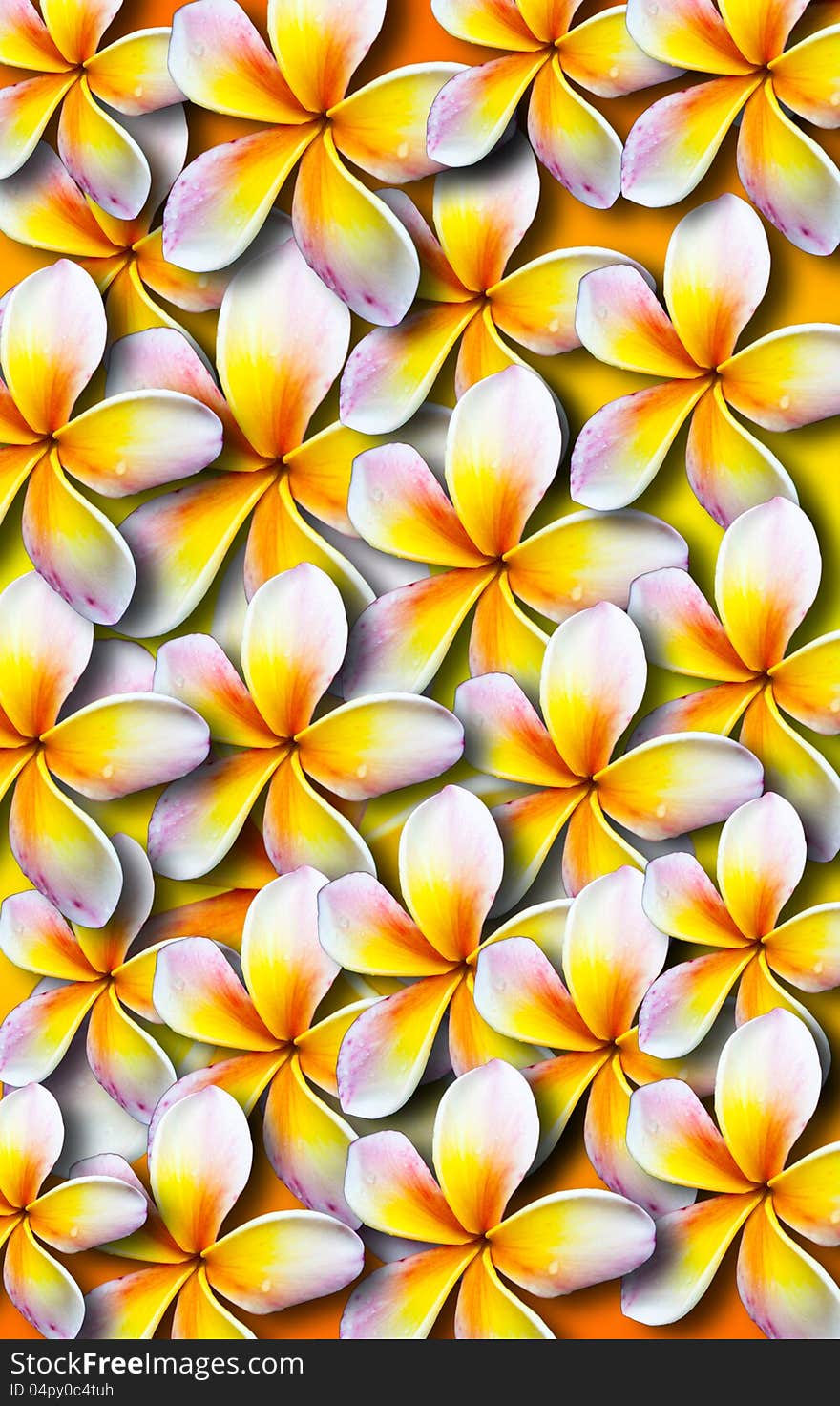 Beautiful plumeria background texture plumeria is a flower in Thailand