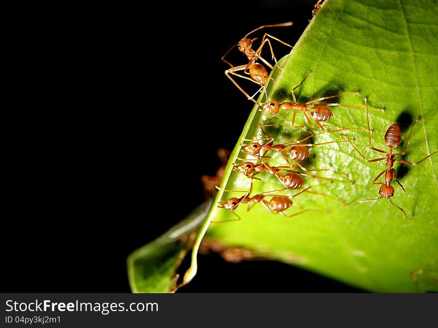 Ants were building their home on leaves. Ants were building their home on leaves