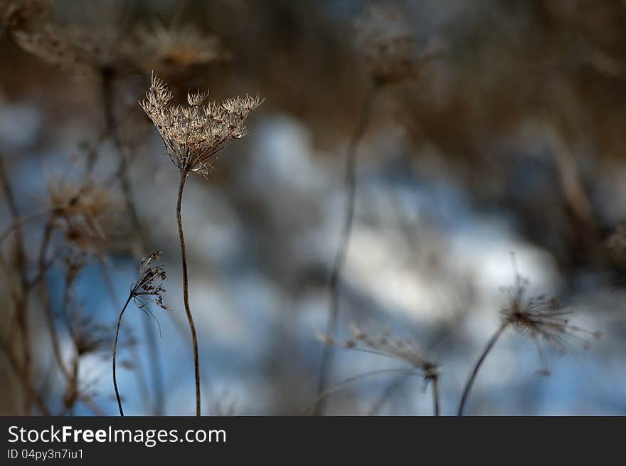 Withered plants on snowy place in winter.