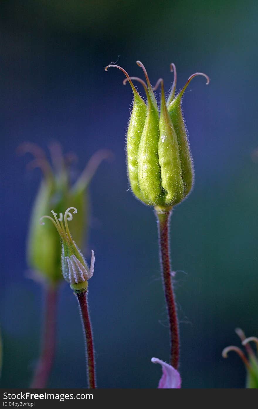 Withered flower aquilegia